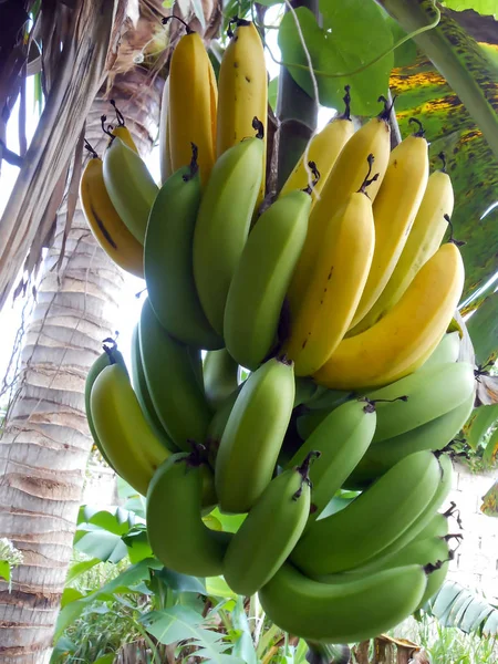 Bando Verde Orgânico Natural Maduro Mas Não Maduro Bananas Maduras — Fotografia de Stock