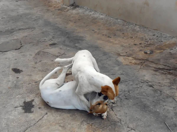 Vriendschap Van Twee Gelukkig Witte Bruine Mongrel Honden Shows Zoals — Stockfoto