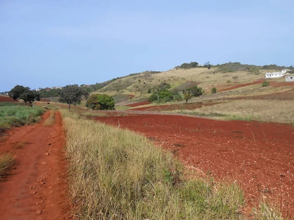 Landscape of partly grassy open area with bright red terra rossa (red mediterranean) bauxite soil, having sparse number of trees and houses beneath the clear blue sky.