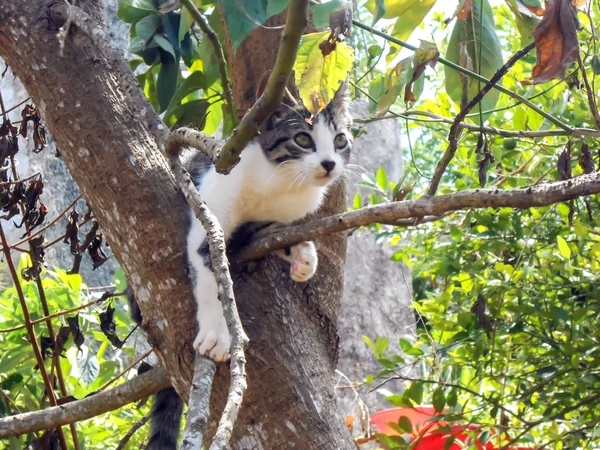 Outside, on bright sunny day, cute, domestic black, grey, and white cat climbs avocado tree to split trunk to two major boughs. With right front leg outstreched on  a small branch and left leg about to grip another feline looks up,