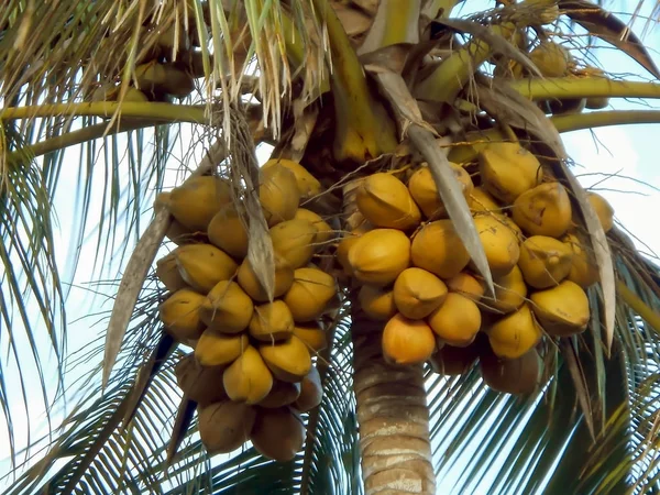 Early Morning Sunlight Large Bunches Many Coconut Hanging Heart Coconut — Stock Photo, Image