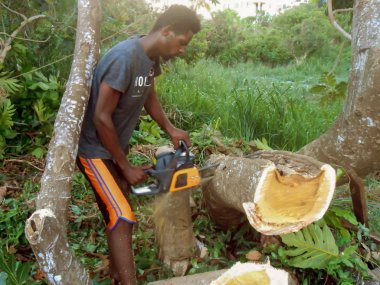 Küçük elektrikli testere, arka karşı sağlam ağaç dalı, meyveler ağaç gövde kalınlığı ile kesme ile dışında esmer tenli, uzun boylu ince, Genç adam kullanarak. Testereyle o ana dal kesit açığa genişliği boyunca keser.