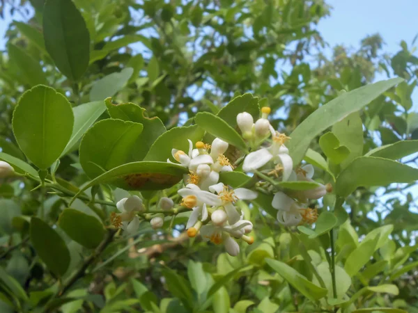 Kwiaty Liściastych Gałęzi Drzewa Limonki Rodziny Rutowate Aurantifolia Gatunków Kwiaty — Zdjęcie stockowe