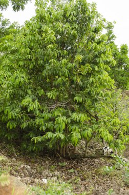 Annona muricate soursop, graviola, guyabano veya annonaceae ailesinin guanabana olarak bilinen bir meyve taşıyan ağaç olduğunu. Bazı dalları yukarıya doğru yetişkin için izin yetişen, güvenli kökleri ile ana ağaç devrildi.