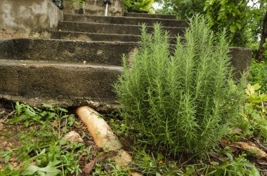 Küçük biberiye bilimsel adı, Rosmarinus officinalis thelamiaceae ailesinin, bitki ile bir iş parçacığı bir büyük beyaz pvc boru yanında adımlardan dibinde ağacıdır. Yemek pişirmek için kullanılan bu bitki yaprakları iğne benzeri noktası ile küçük.  