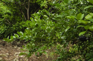 Islak anahtar ıhlamur ağacı aurantifolia türlerin Rutaceae aileden uzun yapraklı circumposed dalı. Ağaç dalları üzerinde çok keskin dikenler vardır. Ortalama boyutu ve yeşil yaprakları vardır.
