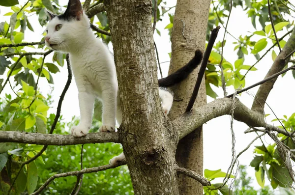 With a back leg and tail between main grey avocado tree branches, black and white cat stands with front paws on smaller tree limb, looking sideways.