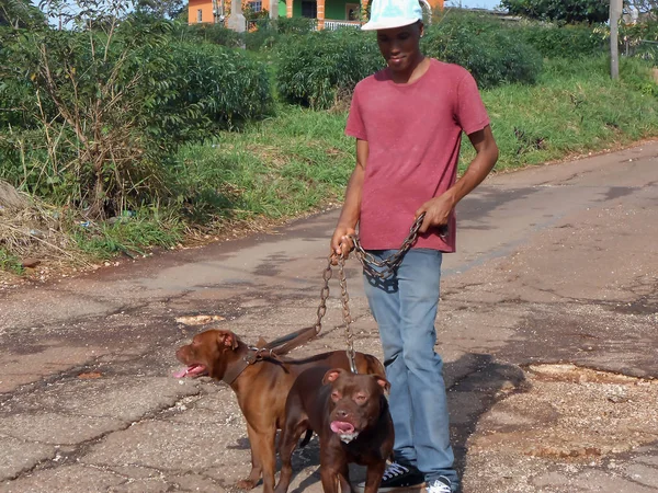 Young Slim Tall Man Walks His Pit Bulls Cracked Potholed — Stock Photo, Image