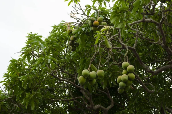 Vysoko Stromu Zastřené Štíhlých Větví Jsou Hrozny Zralé Nezralé Mango — Stock fotografie
