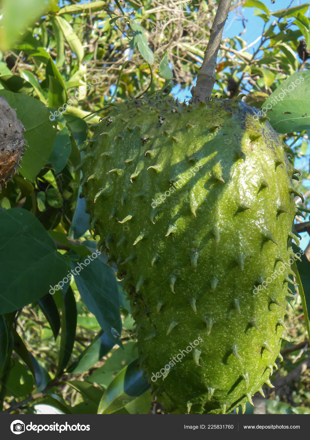 Guyabano Stock Photos Royalty Free Images Depositphotos Guyabano Stock Photos Royalty Free Images Depositphotos