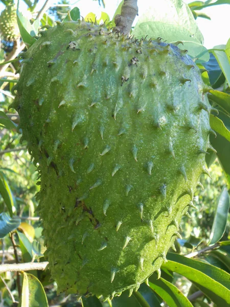 Açık Güneşli Bir Günde Asılı Annonaceae Aile Annoma Muricate Ağacı — Stok fotoğraf