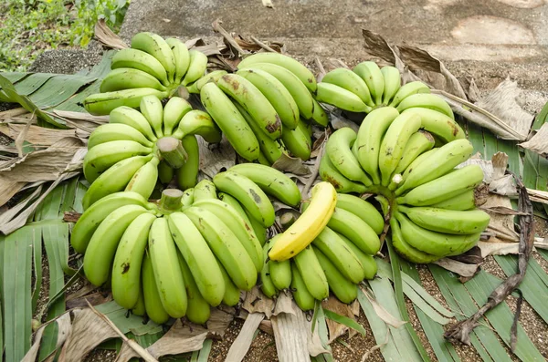 Outside on surface covered with dry and green banana leaves is a bunch of lakatan bananas divided into hands. On top of one of the hands, is a ripe banana.