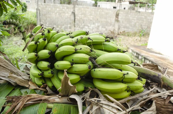一捆新鲜收获的 中等大小的成熟香蕉水平躺在铺好的区域上 覆盖着干燥和绿色的香蕉叶 以防止擦伤 — 图库照片