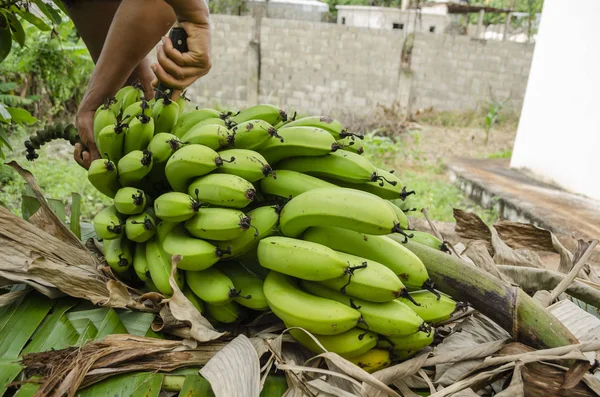 外面拿着花茎在手上切割成中等大小的一束中等大小的有机长的香蕉束 躺在它的一侧 上面覆盖着干燥和绿色的香蕉叶 以防止水果擦伤 — 图库照片