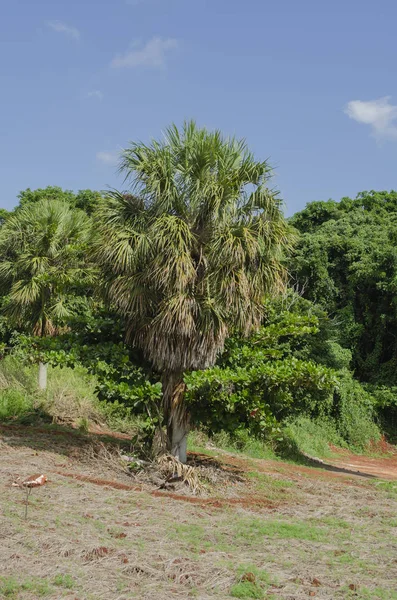 Growing from cleared out lot near thick bushes and reaching to the fair blue sky is a short coccothrinax jamaicensis palm trees and a Terminalia catappa. The coccothrinax jamaicensis is commonly known as silver thatch of the arecaceae family.