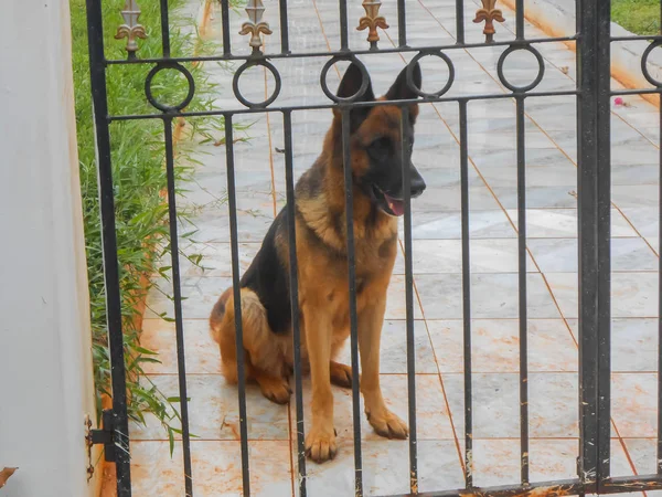 Brown and black German Shepherd dog sitting on tiled pavement at black and gold gate with his mouth open showing his teeth, his ears upward, and looking out through the space between the black vertical metal bars of the gate.