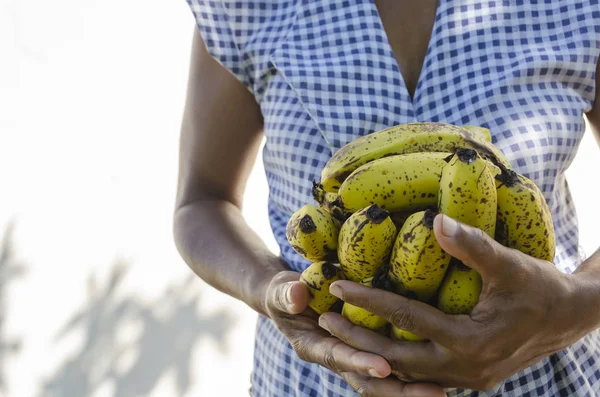 妇女在格子上衣 外面在过滤阳光的阴影下 用双手紧握形成基地支撑 拿着一只非常成熟的拉卡坦香蕉的手 从主手掉落的果指被放在其他香蕉的顶部 — 图库照片