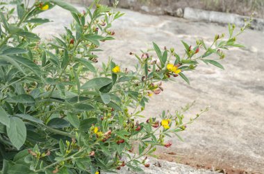 Pointing outwards are leafy blooming stems of green pigeon peas plant, having many small blossoms of yellow and pink. Cajanus cajan is the botanical name for the this plant, and is known by names such as gunga, gungo, kardis, gandule bean.
