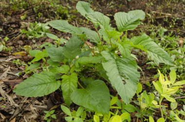 Küçük, kısa yeşil yapraklı bitki Amaranthus Viridis sayfasından sebze için ekili Ispanakgiller aile ve olarak da bilinen güvercin bezelye, calaloo, kallaloo. Onun uç minik tohum pods demet ve tırtıl gibi zararlıları tarafından sevilir. .  