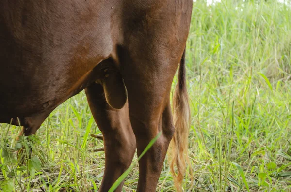 在牧场上的棕色牛牛的背部 他的尾巴悬吊着 腹部在他的睾丸上 到处都是大滴答声 — 图库照片