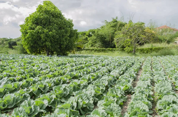 Sonnenlicht Garten Von Großkohl Reihen Gepflanzt Mit Einem Großen Üppigen — Stockfoto