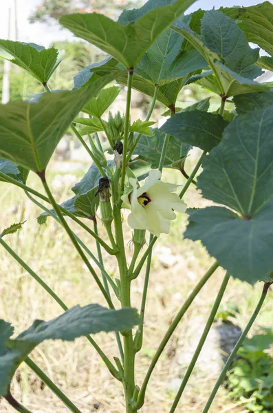 绿色秋葵树 有开花和幼果 从主茎生长的大绿叶 食用的蔬菜和植物被称为马瓦科的金银花科植物 — 图库照片