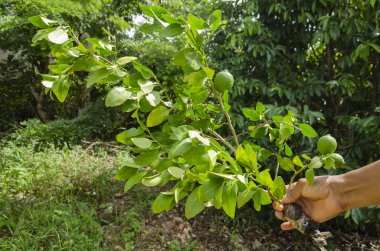 El tutma, dikenli, circumposed dalı limonlu genç meyve ile izole ve yeşil ortalama büyüklüğü kaydırılmış sonunda bırakır. Bu ağaç aurantifolia türler Rutaceae aileden olduğunu.