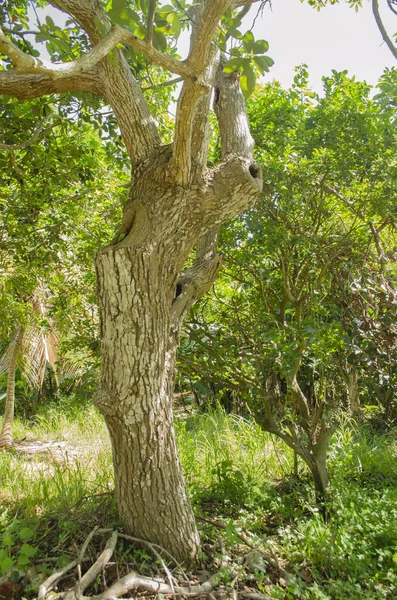 Dos Muescas Remoción Ramas Curadas Una Grande Izquierda Más Pequeña —  Fotos de Stock