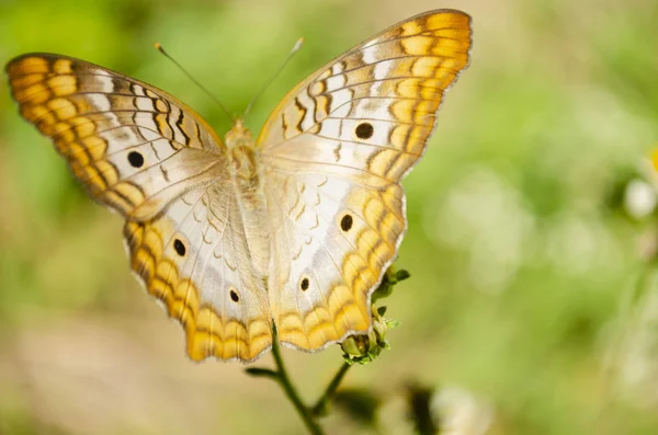 White Yellow Brown Victorinini Type Butterfly Known White Peacock Wings — Stock Photo, Image