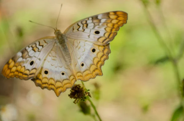 Outdoor Plant White Yellow Brown Victorinini Type Butterfly Known White — Stock Photo, Image
