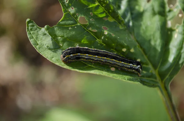 Stripe black yellow and white caterpillar feeding green amaranth leaf, with visible cutouts, and holes where the larva has already fed.