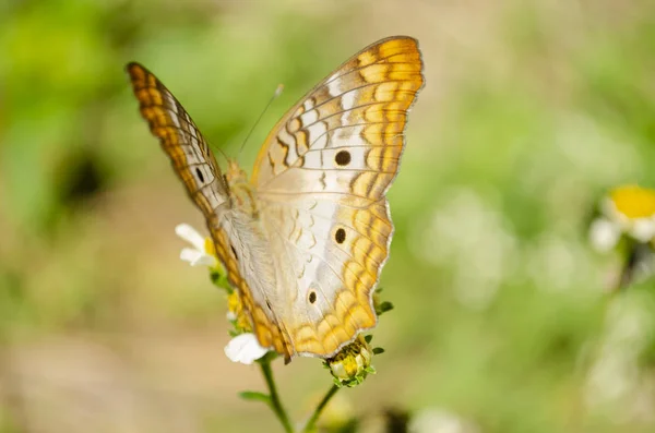 Mariposa Blanca Amarilla Marrón Tipo Victorinini Conocida Como Pavo Real — Foto de Stock