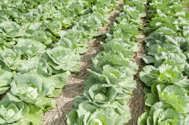 Parlak güneşli bir günde, çevrelerindeki, satırlardaki gölgeler döküm açık alanlar arasında bu kurutulmuş çim kaplı büyük yeşil olgun lahana başlıkları gevşek bırakır. 