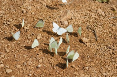 Dışarıda kir, çakıl ve marn, karışımı bir alanda küçük soluk sarı kelebekler bir cemaatin; en kapalı kendi kanatları ile bir ile kısmen kanatları ve ikinci uçuşta açıldı.
