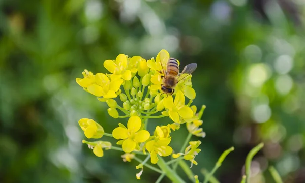 Petite Abeille Sur Bouquet Fleurs Nourrissant Nectar Pollinisant Les Petites — Photo