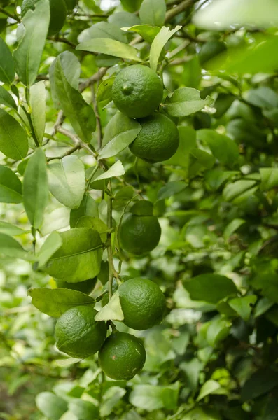 Zelené Listové Stromu Mimo Pozastavena Banda Zelených Mladých Linecký Citrusových — Stock fotografie