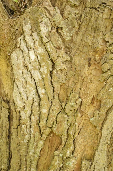 Çatlaklar Satırlık Sahip Alan Elimden Avokado Ağacı Gövde Hafif Kahverengi — Stok fotoğraf