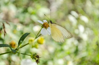 Ascia Monuste, peirinae Alt familya, sarı ve beyaz çiçek üzerinde Lepidoptera kelebeklerin pierini Kabilesinin pieridae ailesinin büyük Güney beyaz projeler ile yeşil yapraklı bitki, çiçek kök tarafından tohum öldü pilosa bidens.