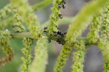 Açık, birçok küçük tarama siyah ve beyaz benekli yeşil stark ve Amaranth, güvercin bezelye, callalloo, calalloo, kallaloo, bilinen çiçeği üzerinde hata altmıştan fazla tür Ispanakgiller aileden biri.