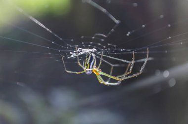 Renkli uzun uzun bacaklı Orchard örümcek web açık dokuma. Arthropoda Tetragnathidae üzerinden bir Araneae emirdir siyah, beyaz, sarı ve yeşil renkler. Arthropoda filum, alt chelicerata olduğunu. 