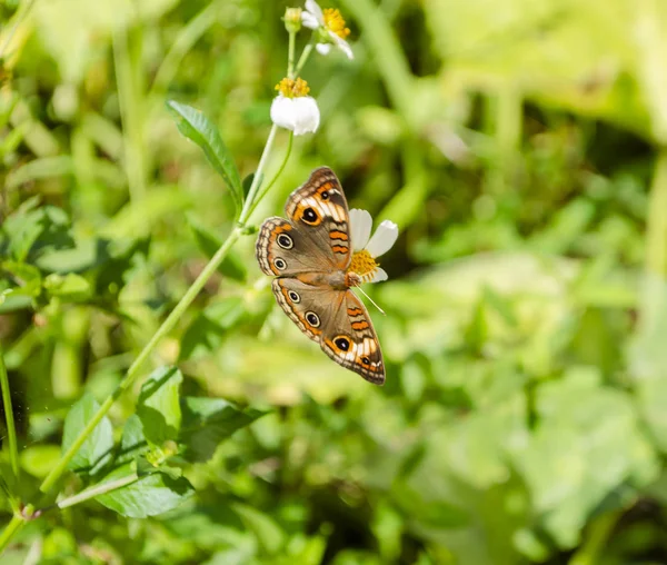 Flying Insect Junania Coenia Butterfly Known Common Buckeye Just Buckeye — Stock Photo, Image