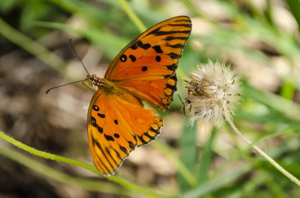 Bright Orange Spotted Gulf Fritillary Passion Butterfly Botanically Known Agraulis — Stock Photo, Image
