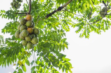 A bunch containing yellow ripe and green unripe spondias dulcis, otherwise known ad june plum hanging from a leafy branch high up towards the grey cloudy sky. The leaves of the tree are very small and grow on either sides of long stems. clipart