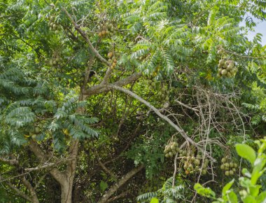 Ağaç birkaç ile sarı olgun ve olgunlaşmamış yeşil spondias dulcis, aksi bilinen Erik üzerinden yemyeşil yapraklı asılı Haziran kadar yüksek dalları reklam demetleri. Ağacın yaprakları çok küçük ve uzun kaynaklanıyor her iki tarafta büyür. Bir dalda bir kuş oturur.