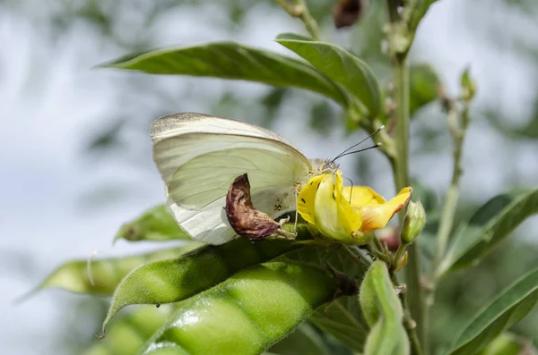 Above pods of pigeon peas, cream and brown Queen Alexandra\'s butterfly on yellow open pigeon peas plant blossom,  A member of the pierid family of the lepidoptera.  Cajanus cajan is the botanical name of the pigeon plant.