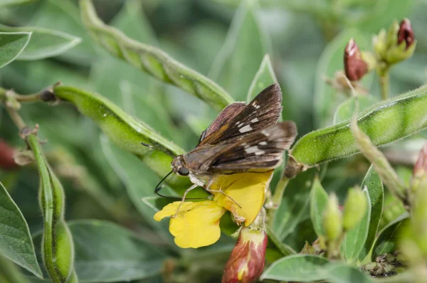 Brown color Fiery Skipper butterfly on top of yellow open pigeon peas plant blossom, that is close to long green pods of the peas. A member of the hesperlidae family of the lepidoptera.  Cajanus cajan is the botanical name of the pigeon plant.