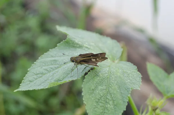 Papillon Hesperlidae Famille Des Hesperlidae Des Lépidoptères Sur Dessus Feuille — Photo