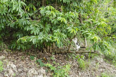 Dikey olarak Serves Annona büyüyen bu dalları muricate iken ağacının kökleri tarafından güvenli ana gövde yatay olarak yatıyor. Arka ayakları üzerinde ağacının gövde ile siyah ve beyaz kedi kadar sıfırdan küçük bir dikey dal uzanır..