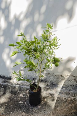 Siyah Çömlekçilik çantada beton kaldırım üzerinde yeşil, sahip bir anahtar kireç tesisi olgunlaşmamış orta boy ts gölgeli bir beton karşı küçük bir dal üzerinde güneşin parlaklığı ortaya çıkan duvar.