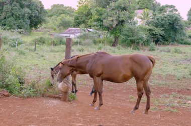 Akşam, mera, bir yama tarafından çit sonrası, kırmızı terra rossa kil toprak, at kuyruğunu mesaja ekli bir kova içinde bir yana duruyor başını salladı sahip kahverengi. Uzun boylu yeşil ağaçlar ve bir evin üst arka planda vardır.